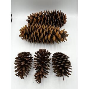 Large Natural Pinecone Lot 5 Sugar Pine Ponderosa 5-9” Wreath Craft Decor
